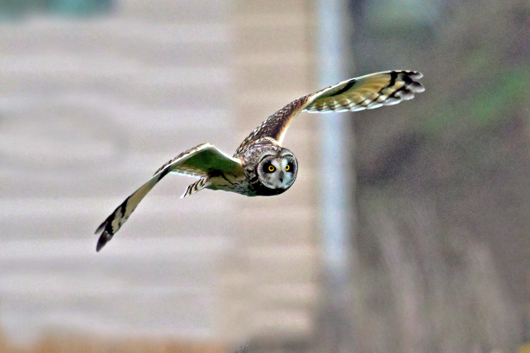 Short-eared Owl